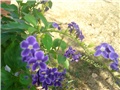 duranta